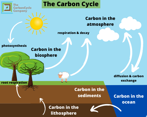 what-is-the-carbon-cycle-the-carboncycle-company