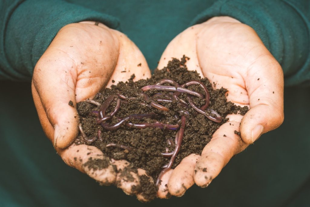 How to make worm compost bin and what to do if your compost is not attracting worms.